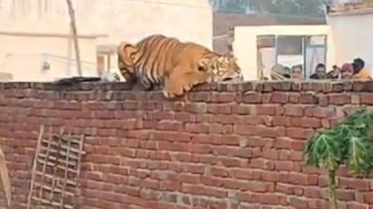 बाघ रात से सुबह तक दीवार पर ही बैठा रहा.