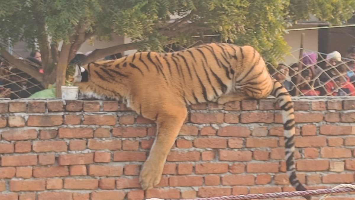 बाघ दीवार पर आराम करता रहा.