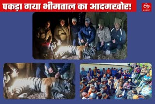 Bhimtal man eater tiger caught