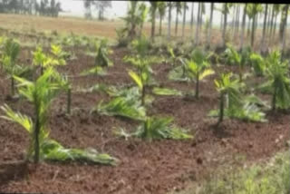 The incident took place on Sunday. The farmers had planted the areca nut trees in a two acre land. A case has been registered in Honnali police station. Police is investigating the matter,