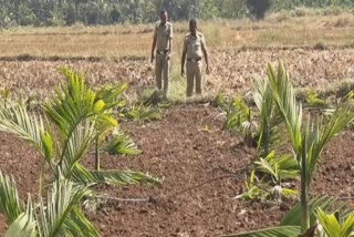 Over 1500 areca nut trees cut down by miscreants Farmer woman tears Davanagere Karnataka