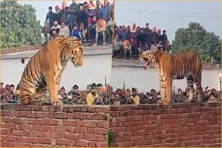 Tiger Spotted Standing on Wall