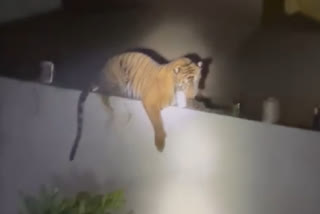 Video: Tiger climbs atop farmer's boundary wall in UP's Pilibhit, sits throughout the night