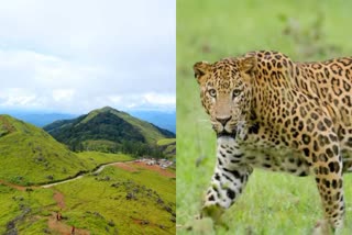 പൊന്മുടിയില്‍ പുള്ളിപ്പുലിയിറങ്ങി  Leopard spotted at ponmudi  പൊന്മുടിയില്‍ പുള്ളിപ്പുലിയെ കണ്ടു  പൊന്മുടി ഹില്‍  ponmudi hill top  പുള്ളിപ്പുലി അക്രമം  Leopard presence in ponnmudi  പൊന്മുടിയിൽ പുലിയുടെ സാന്നിധ്യം  Ponmudi hill Tourist Place  Ponmudi Leopard news  ponmudi hill station Thiruvananthapuram  പൊൻമുടി ഹിൽ സ്റ്റേഷൻ തിരുവനന്തപുരം