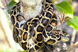 11 feet long python rescue in ujjain