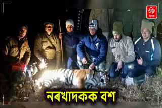 tiger tranquilized and caught in Bhimtal