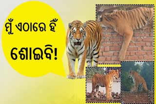 Pilibhit tiger sitting wall Video