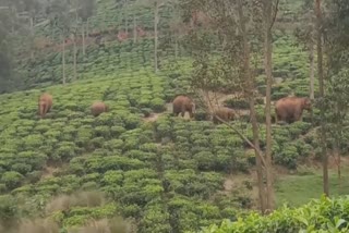 Coonoor selas elephant problem