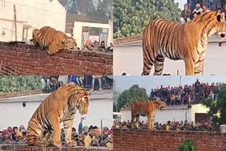Tiger found in Uttar Pradesh Pilbhit  Tiger found in Uttar Pradesh  കർഷകന്‍റെ മതിലിനു മുകളിൽ കടുവ  യുപിയിലെ പിലിഭിത്തിൽ കടുവ  മതിലിൽ കടുവ കയറി ഇരിക്കുന്നതിന്‍റെ ദൃശ്യങ്ങൾ