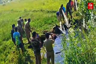 bison that fell into a well