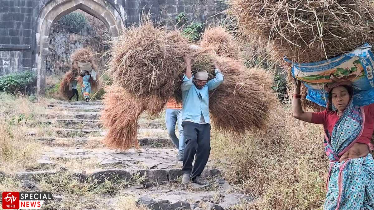 Gavali community's daily struggle for fodder