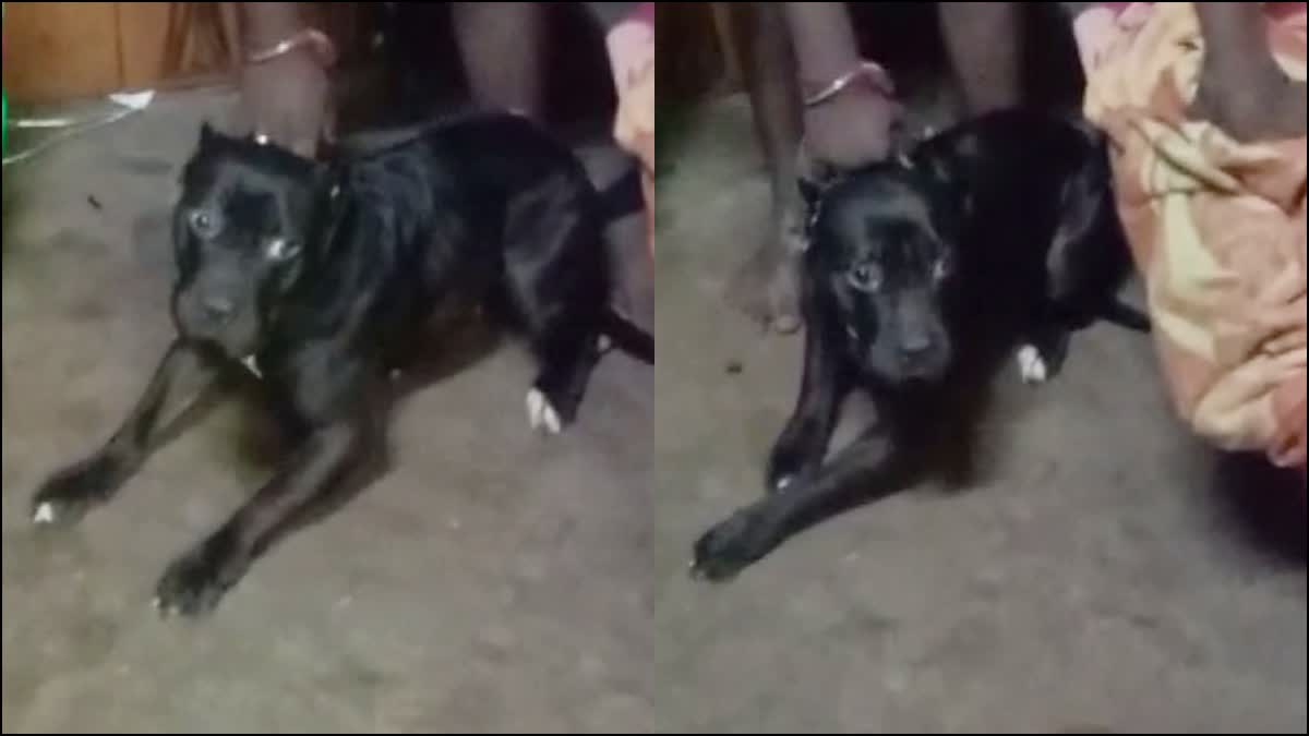 pitbull dog FIR AGAINST PITBULL DOG OWNER  BENGALURU  ಮಗುವಿನ ಮೇಲೆ ಪಿಟ್‌ಬುಲ್ ನಾಯಿ ದಾಳಿ  DOG ATTACK CASE