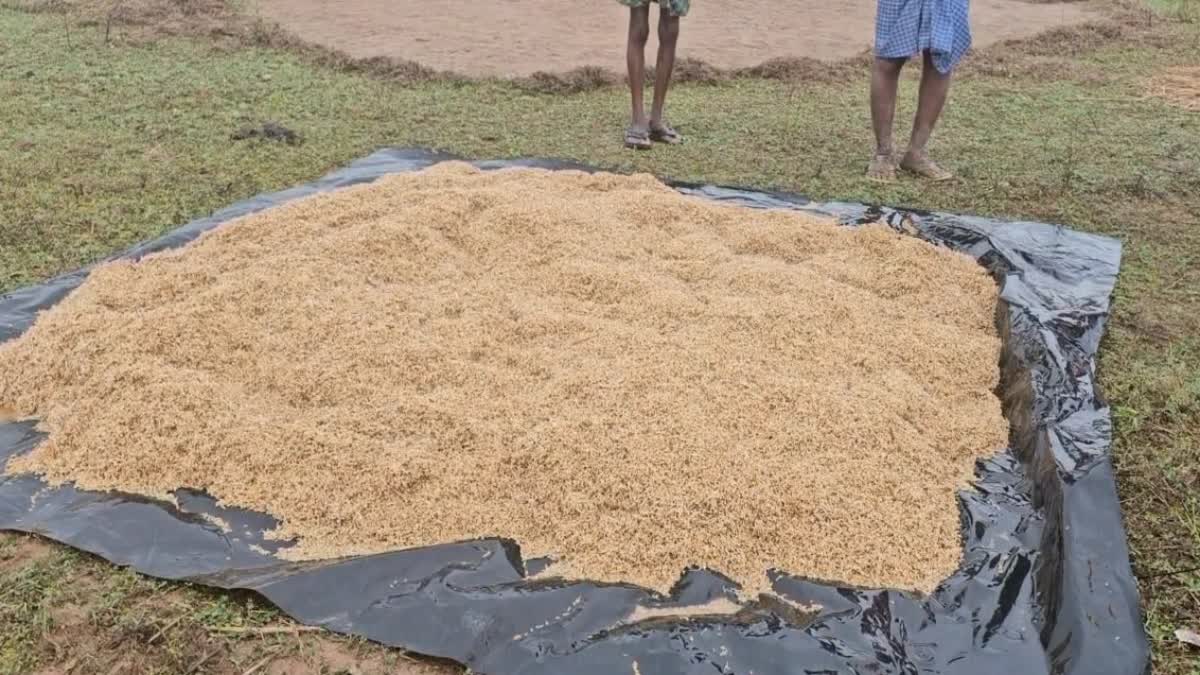 PADDY CROP DAMAGE