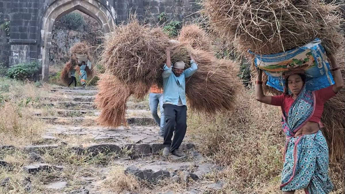 Gawli brothers from Melghat villages climb Gavilgad Fort daily to cut grass, facing harsh conditions, for their cattle due to forest grazing bans.