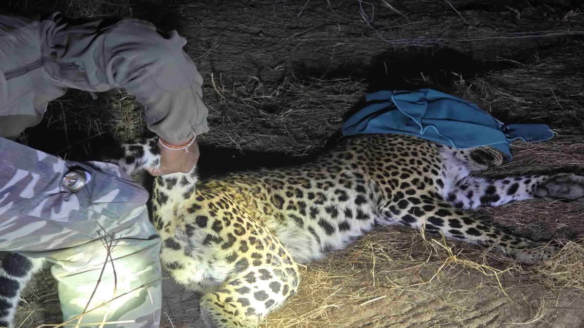 SHAHNAGAR FOREST TEAM RESCUED LEOPARD