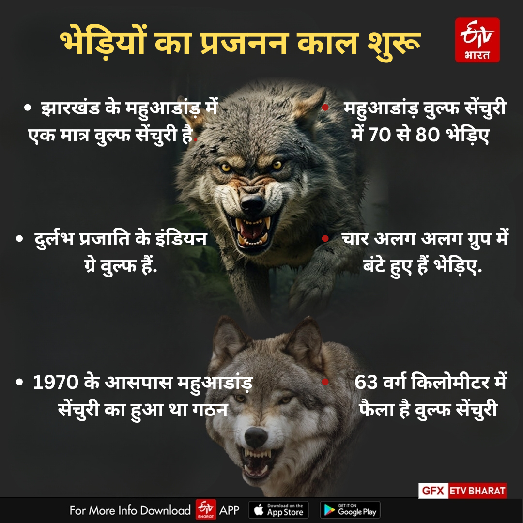 BREEDING SEASON OF WOLF