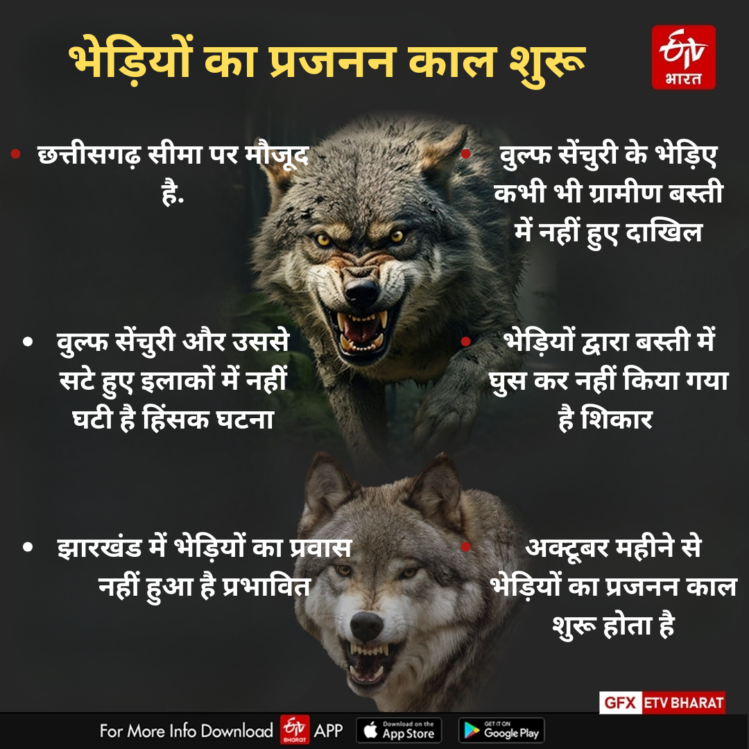 BREEDING SEASON OF WOLF