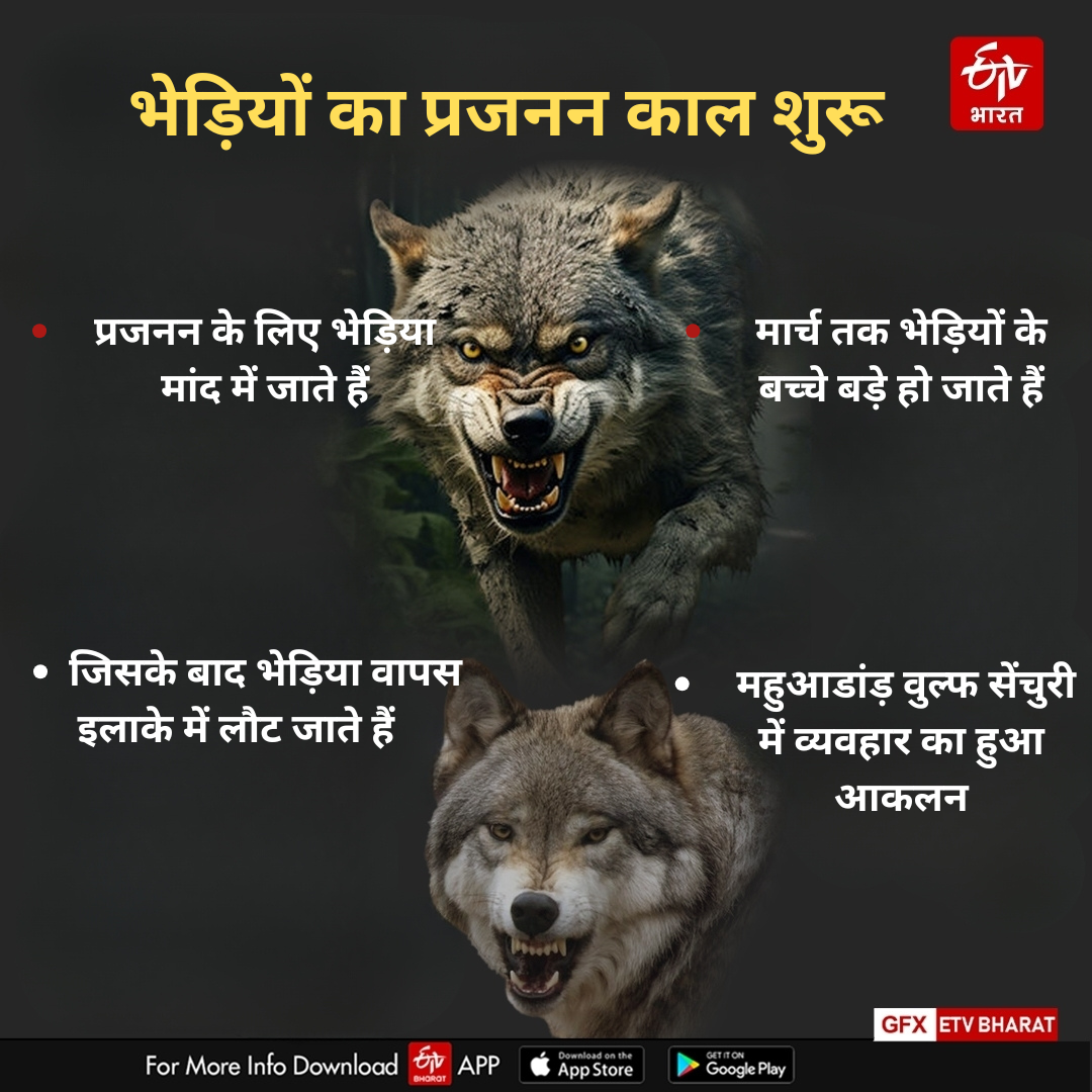 BREEDING SEASON OF WOLF