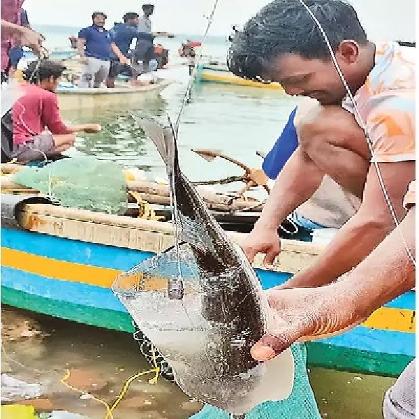 How To Make A fish Trap With Plastic Bottle