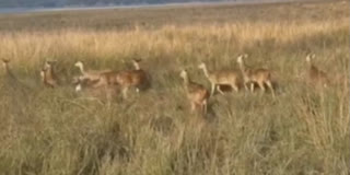 Caught On Cam: Tiger Hunts Deer Right Before Tourists’ Eye In Jim Corbett National Park