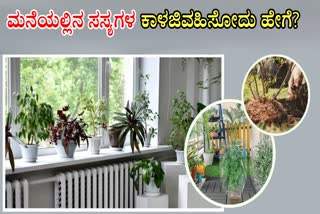 TIPS TO GROW PLANTS IN WINTER  BEST TIPS TO GROW PLANTS  GARDENING TIPS  HOW TO TAKE CARE OF PLANTS