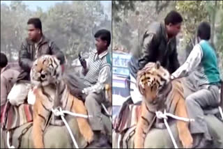 SHOCKING VIDEO TIGER AND ELEPHANT