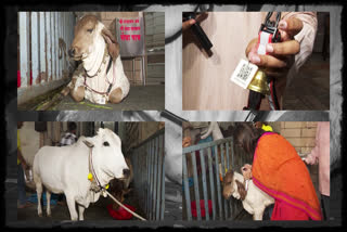 Mumbai-based NGO launched the 'Gau Raksha Kawach' for cows.