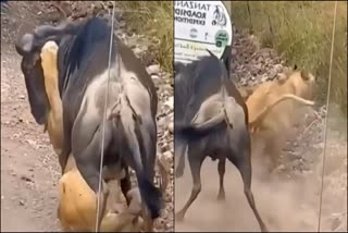 Fight between wild buffalo and lion