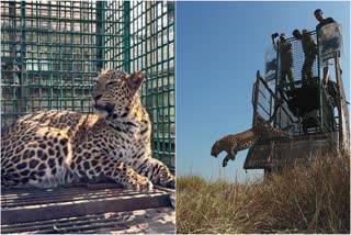 LEOPARD CAGED ALIPURDUAR