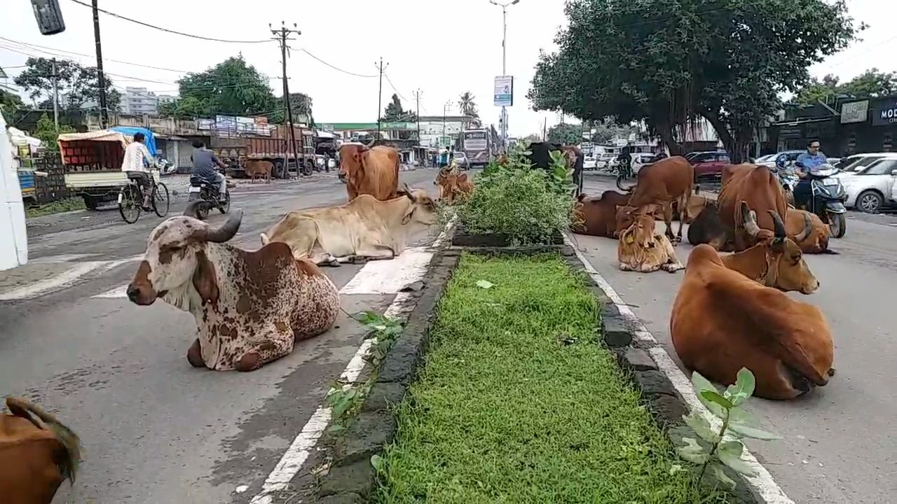 જુનાગઢ કોર્પોરેશનની સમસ્યાઓની ફરિયાદ