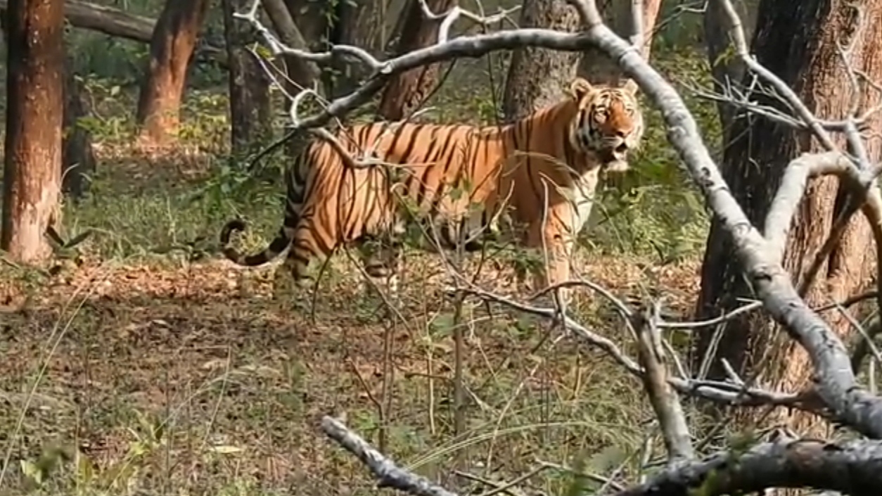 Nauradehi Tiger Reserve