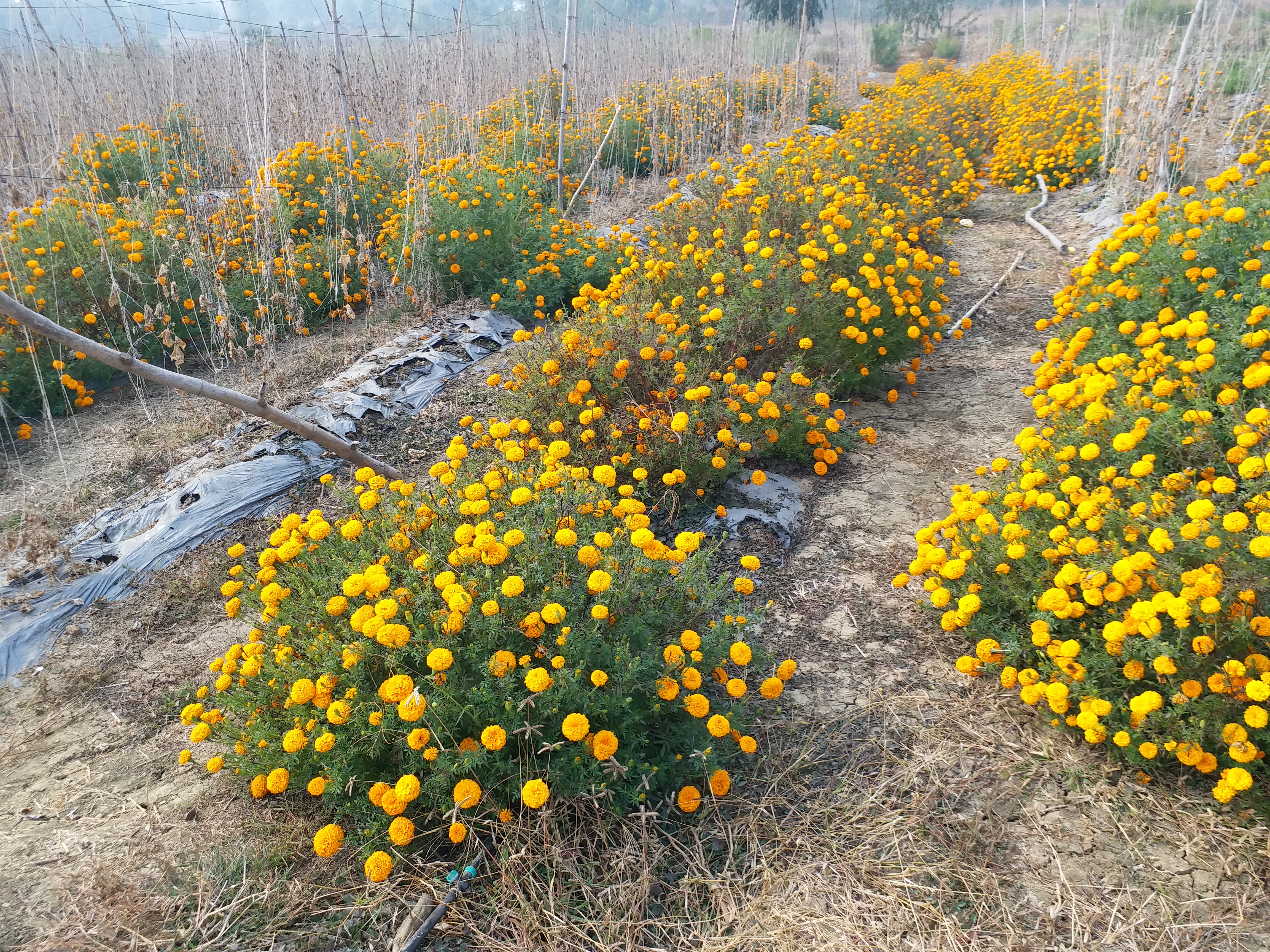 Shahdol Trap Crop Farming Technique