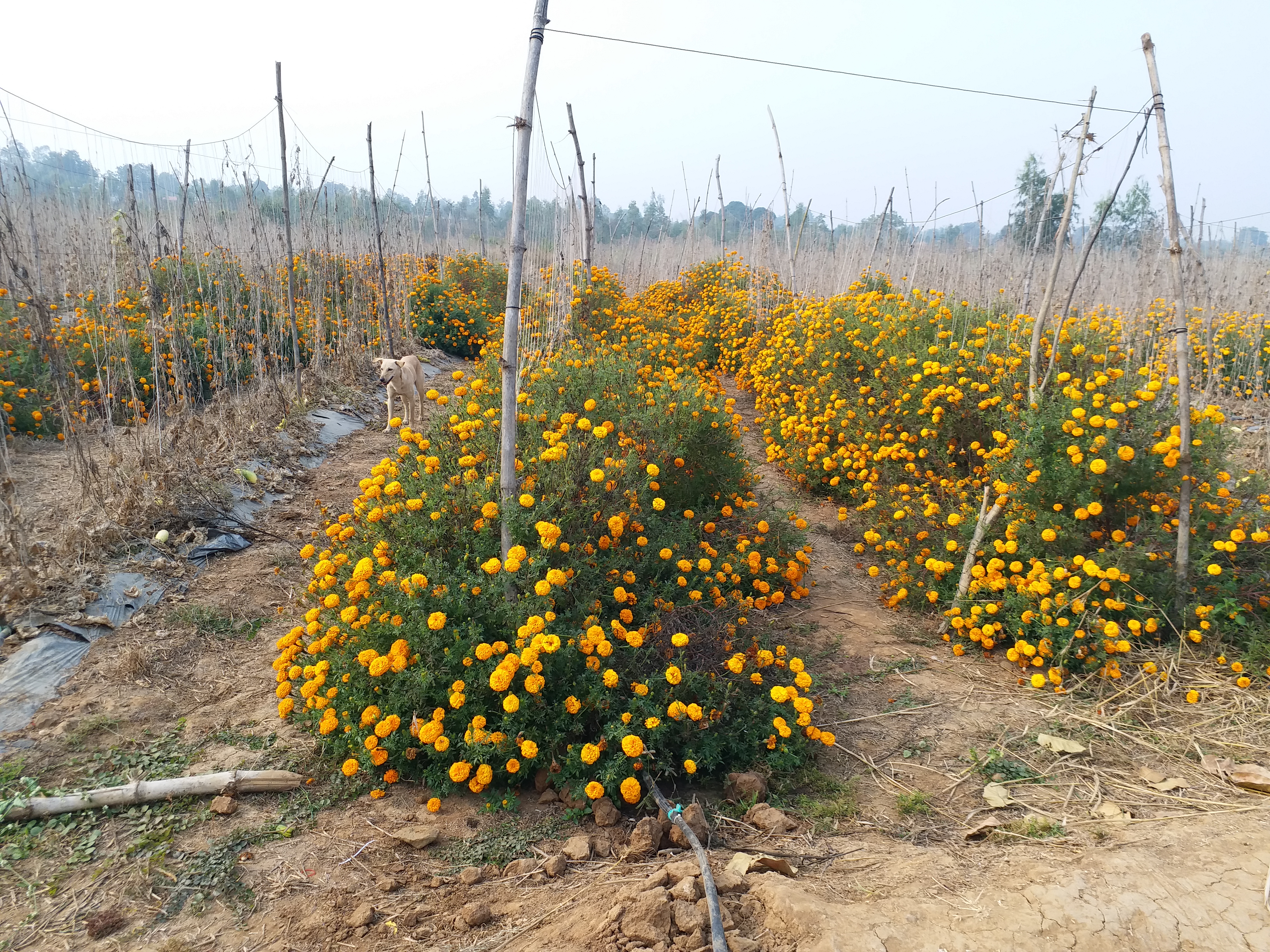 Smart farming technique with marigold flowers