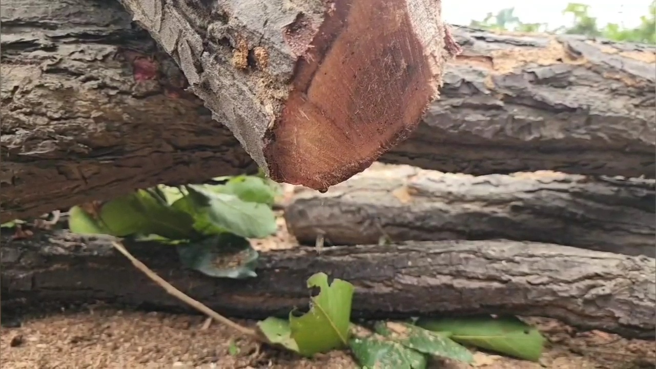 Deforestation In Anugul