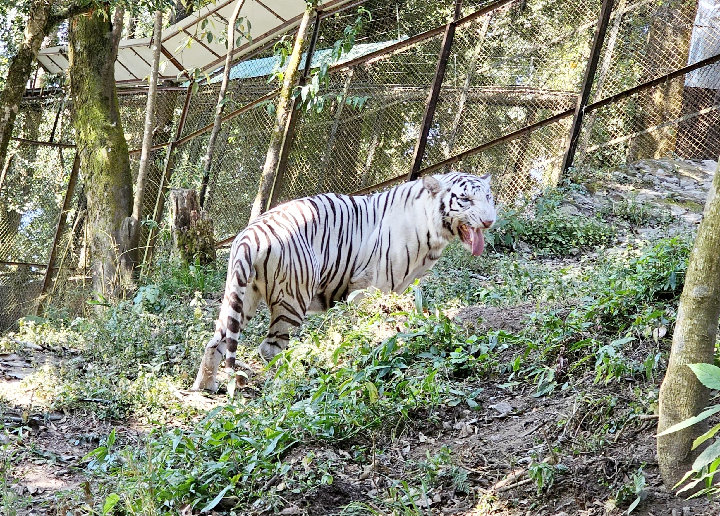 white royal bengal tiger