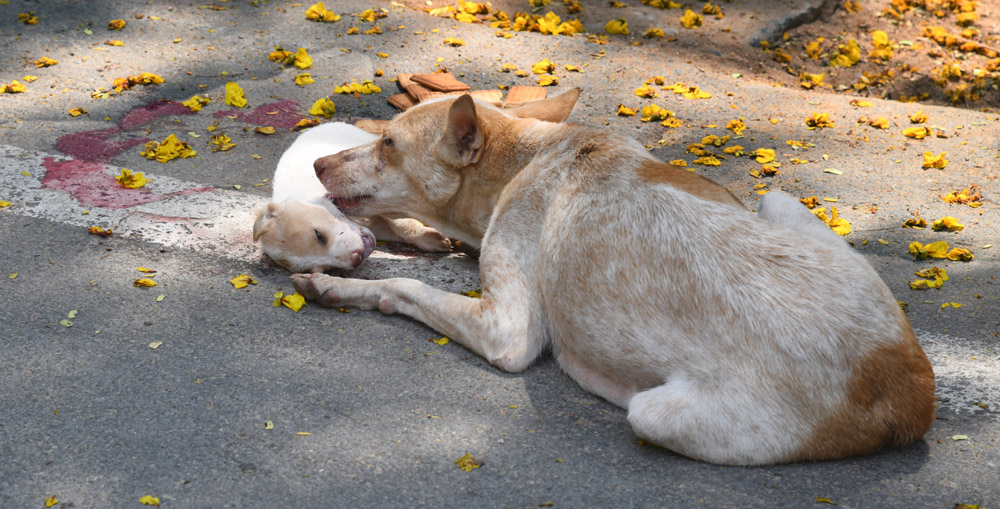 dog baby death in thirupathi