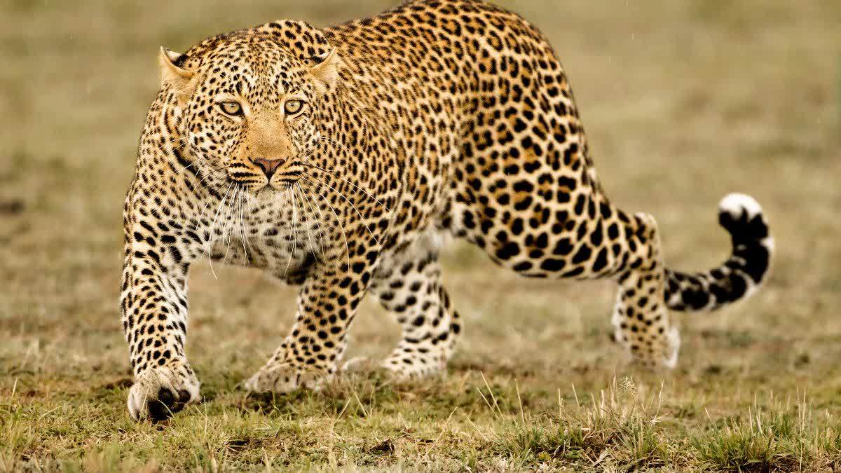 Leopard Terror In Garhakota