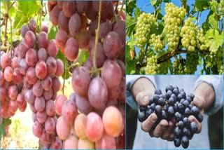 Grapes Health Benefits In Telugu