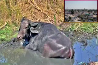 Buffalo_Attacking_People_in_Anantapuram_District