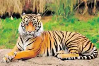 Tiger_landmarks_in_Denduluru