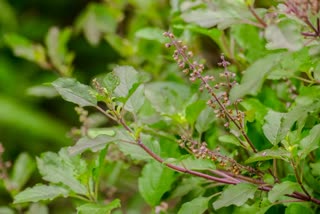 Tulsi Benefits