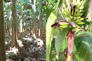 Banana Price decreased  Banana Farmer crisis  നേന്ത്രക്കായ വിലയിടിവ്  വാഴകൃഷി
