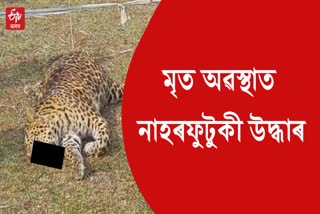 leopards body found at tengakhat of dibrugarh