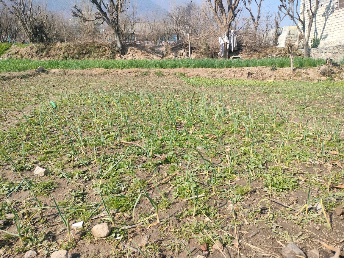 Drought situation in Himachal