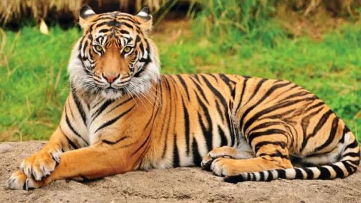 TIGER ATTACK IN WAYANAD KERALA