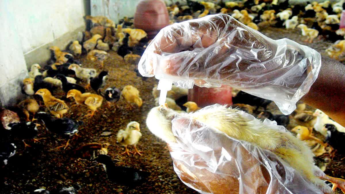 Bird flu outbreak in Nanded