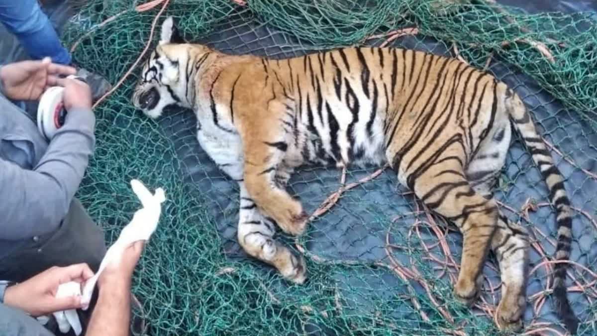 നരഭോജി കടുവ ചത്തനിലയില്‍  TIGER FOUND DEAD IN WAYANAD  PANCHARAKOLLI TIGER MISSION  POSTMORTEM WILL CONDUCT