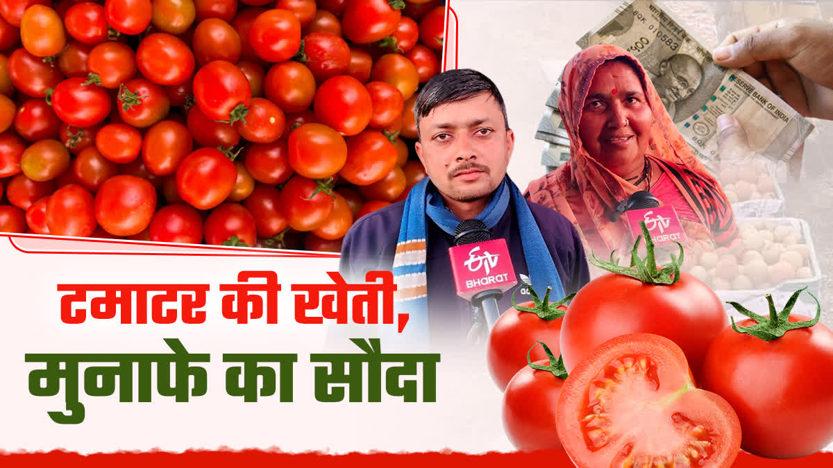 Farmers are getting rich from tomato cultivation