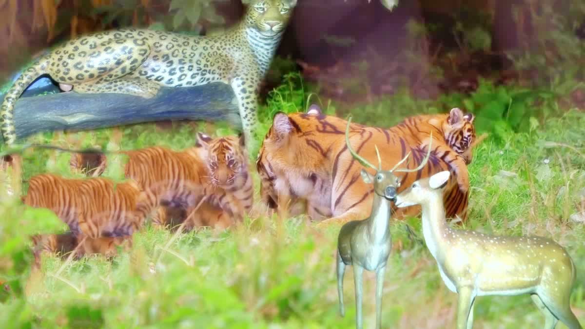 Animal Census in Nallamala