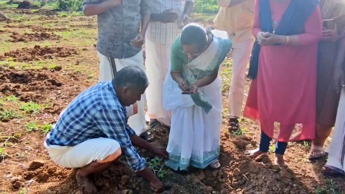 തണ്ണിമത്തൻ കൃഷിക്ക് തുടക്കം  WATERMELON CULTIVATION BEGINS  WATERMELON CULTIVATION IN KOTTAYAM  LATEST NEWS IN MALAYALAM